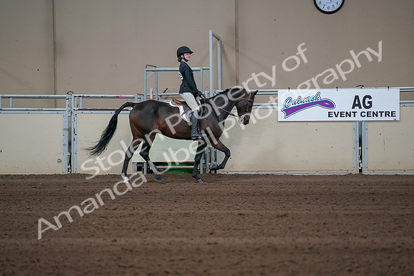 2019 Morgan Horse Show - Sept 01, 2019 - 03801