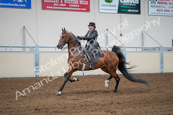 2020 - AB Morgan Horse - Sat, Sept 05 - 13181