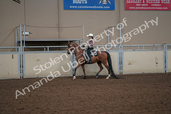 2019 Morgan Horse Show - Aug 30, 2019 - 25978