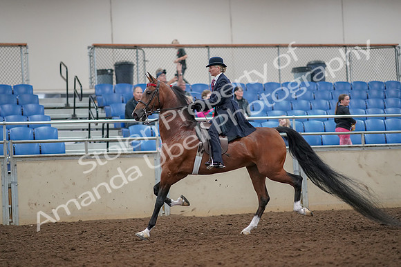 2019 Morgan Horse Show - Aug 30, 2019 - 25076