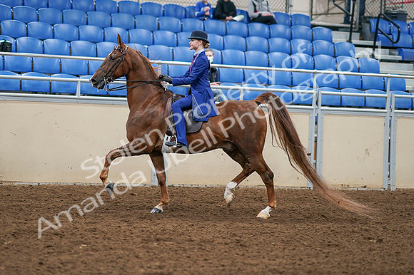 2020 - AB Morgan Horse - Fri, Sept 04 - 04892