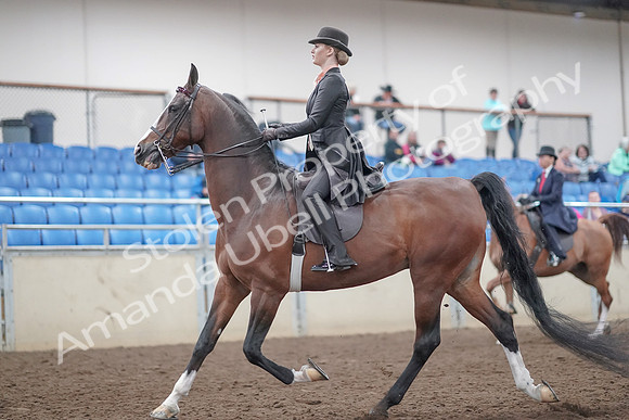 2019 Morgan Horse Show - Aug 31, 2019 - 08536