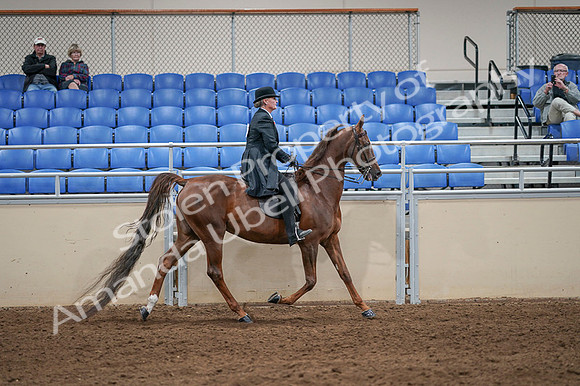 2020 - AB Morgan Horse - Fri, Sept 04 - 08049