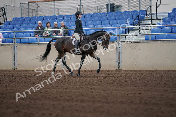 2019 Morgan Horse Show - Sept 01, 2019 - 03924