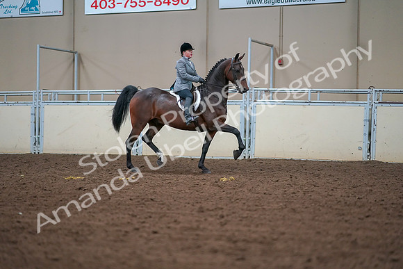 2019 Morgan Horse Show - Aug 30, 2019 - 20825