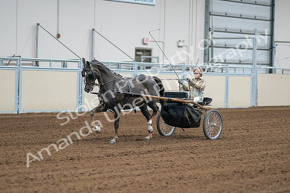 2020 - AB Morgan Horse - Sat, Sept 05 - 05984