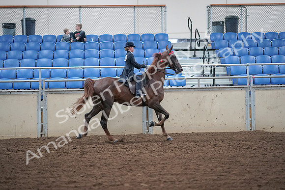 2019 Morgan Horse Show - Aug 30, 2019 - 18160