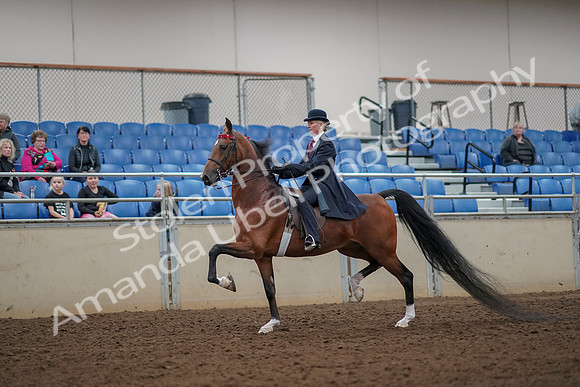 2019 Morgan Horse Show - Aug 30, 2019 - 25021