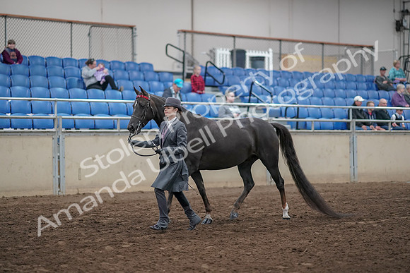 2019 Morgan Horse Show - Aug 31, 2019 - 02117