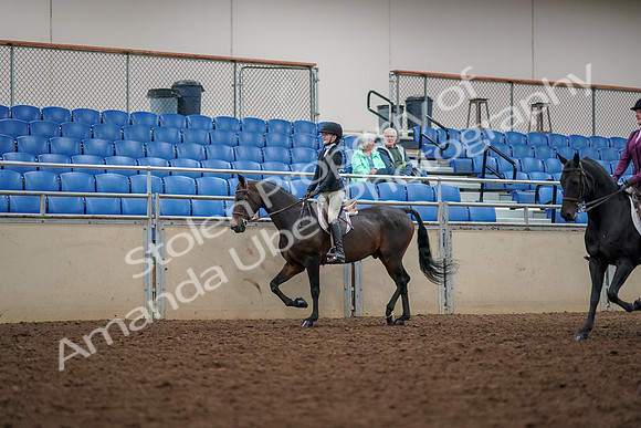 2019 Morgan Horse Show - Aug 30, 2019 - 23319