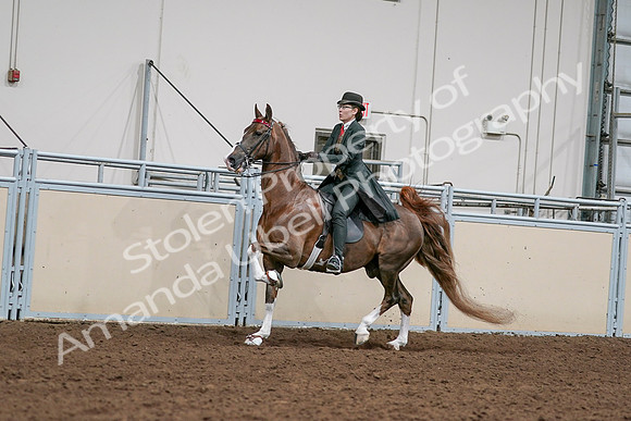 2020 - AB Morgan Horse - Sat, Sept 05 - 13028