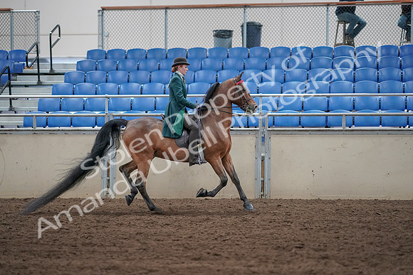 2019 Morgan Horse Show - Sept 01, 2019 - 13309