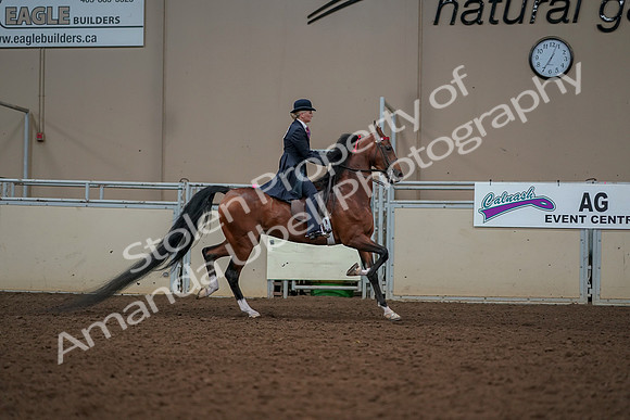 2019 Morgan Horse Show - Aug 30, 2019 - 25220