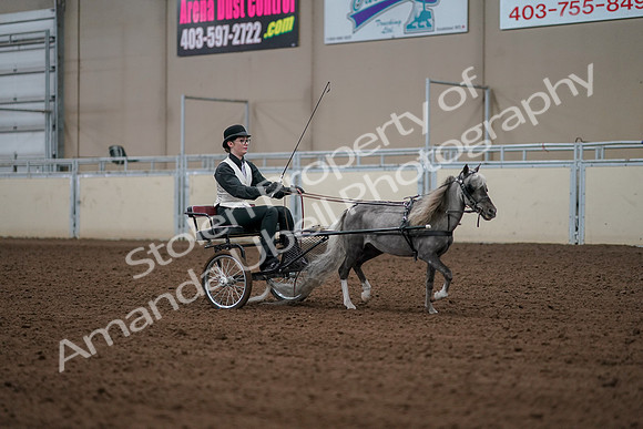 2019 Morgan Horse Show - Aug 30, 2019 - 13403