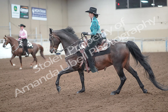 2019 Morgan Horse Show - Sept 01, 2019 - 06990