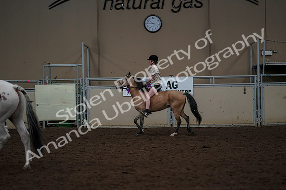 2019 Morgan Horse Show - Aug 30, 2019 - 31167