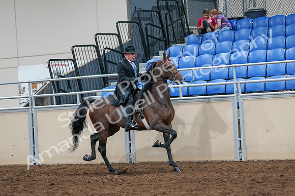 2020 - AB Morgan Horse - Sat, Sept 05 - 08148