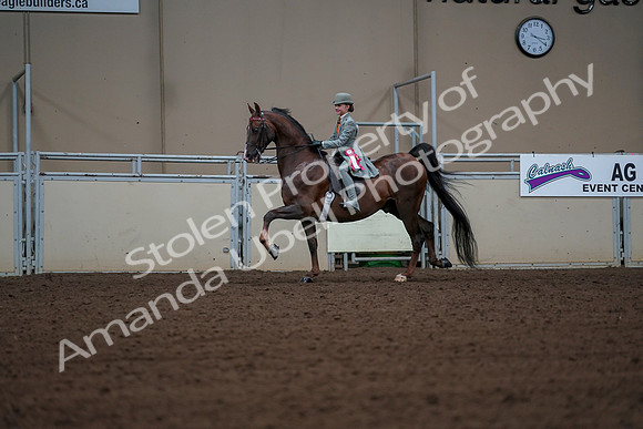 2019 Morgan Horse Show - Aug 30, 2019 - 18230