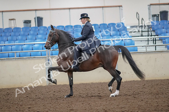 2019 Morgan Horse Show - Aug 30, 2019 - 24307
