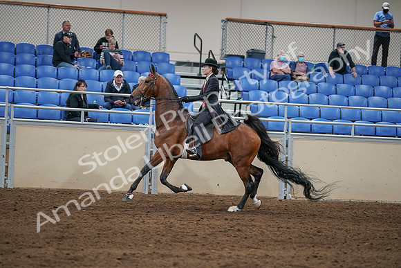 2020 - AB Morgan Horse - Sat, Sept 05 - 06743