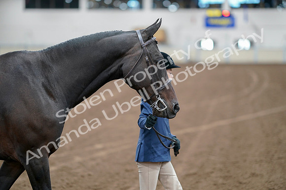 2020 - AB Morgan Horse - Fri, Sept 04 - 00780