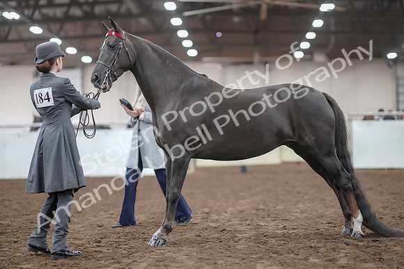 2019 Morgan Horse Show - Aug 31, 2019 - 01953