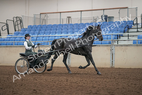2019 Morgan Horse Show - Aug 31, 2019 - 04713