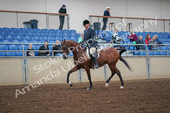 2019 Morgan Horse Show - Aug 30, 2019 - 16275