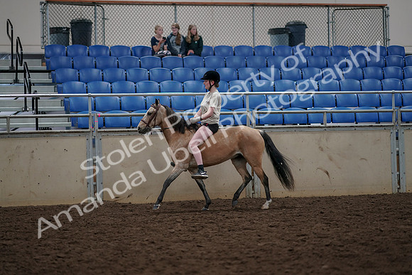 2019 Morgan Horse Show - Aug 30, 2019 - 31063