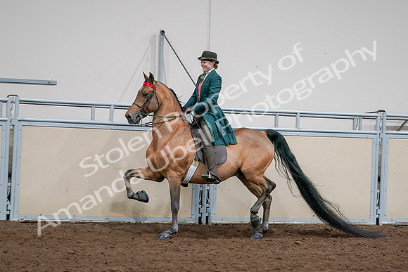 2020 - AB Morgan Horse - Sat, Sept 05 - 13692