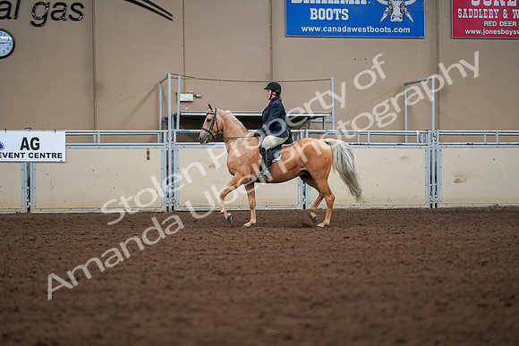 2019 Morgan Horse Show - Aug 30, 2019 - 16172
