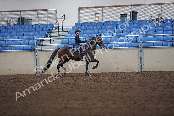 2019 Morgan Horse Show - Aug 30, 2019 - 18037