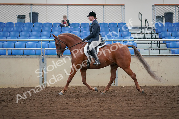 2019 Morgan Horse Show - Aug 30, 2019 - 16019