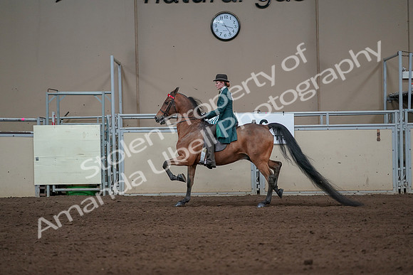 2019 Morgan Horse Show - Sept 01, 2019 - 13200