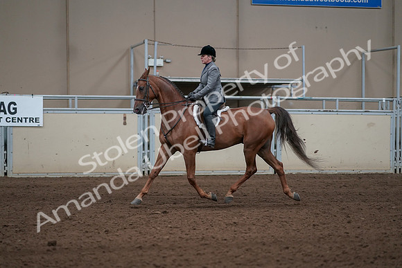 2019 Morgan Horse Show - Sept 01, 2019 - 12280