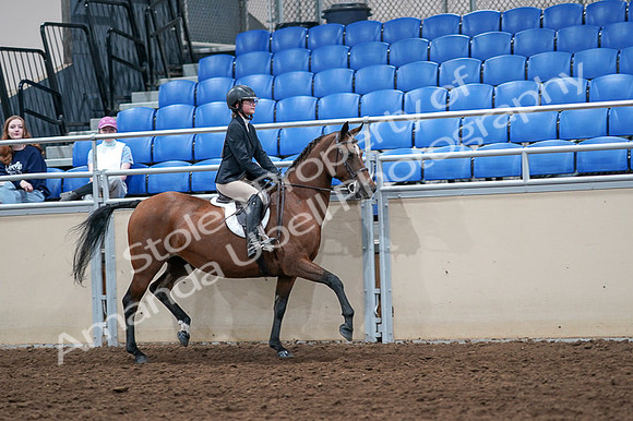2020 - AB Morgan Horse - Fri, Sept 04 - 02181