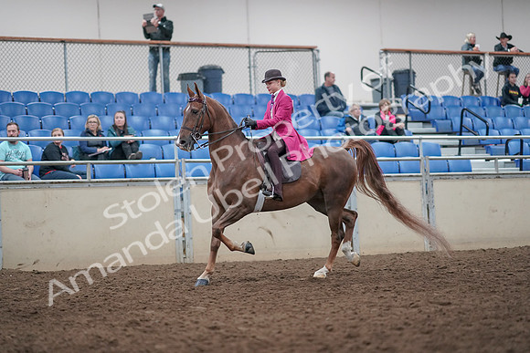 2019 Morgan Horse Show - Aug 31, 2019 - 08745