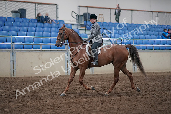 2019 Morgan Horse Show - Sept 01, 2019 - 12155
