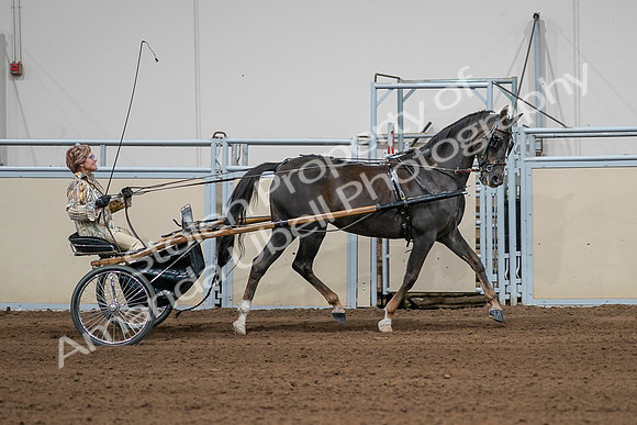 2020 - AB Morgan Horse - Sat, Sept 05 - 05895