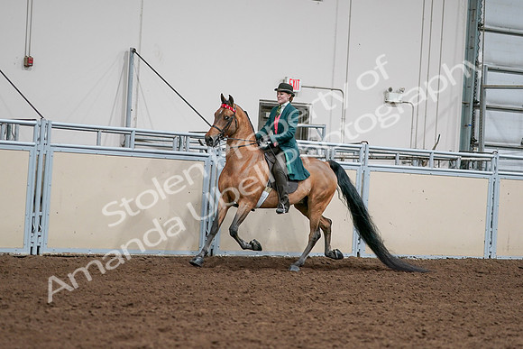 2020 - AB Morgan Horse - Sat, Sept 05 - 13666