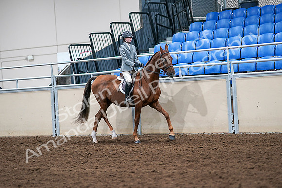 2020 - AB Morgan Horse - Fri, Sept 04 - 03097