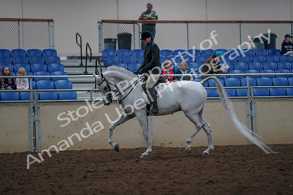 2019 Morgan Horse Show - Aug 31, 2019 - 15968