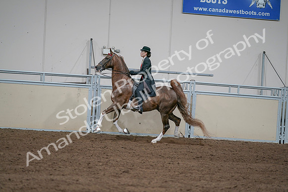 2020 - AB Morgan Horse - Fri, Sept 04 - 09620