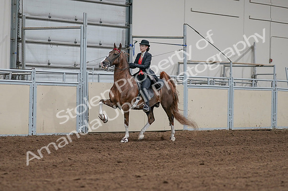 2020 - AB Morgan Horse - Fri, Sept 04 - 09705