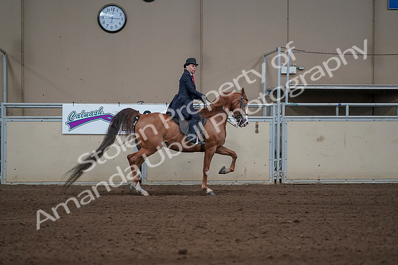 2019 Morgan Horse Show - Sept 01, 2019 - 12057