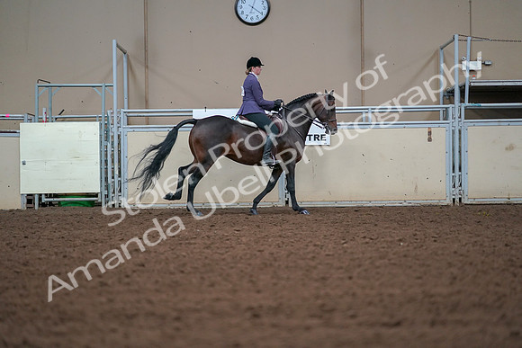 2019 Morgan Horse Show - Aug 30, 2019 - 20960