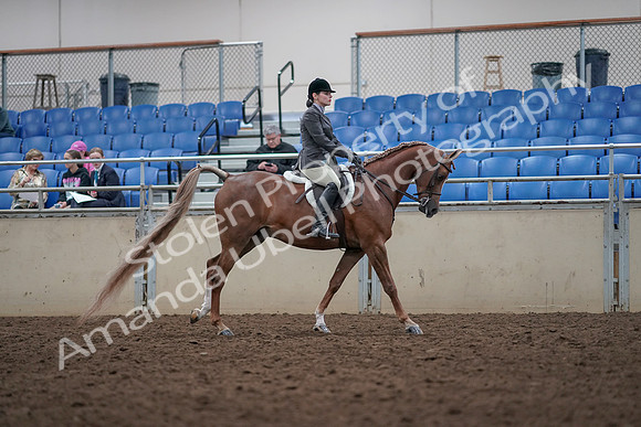 2019 Morgan Horse Show - Aug 31, 2019 - 16074