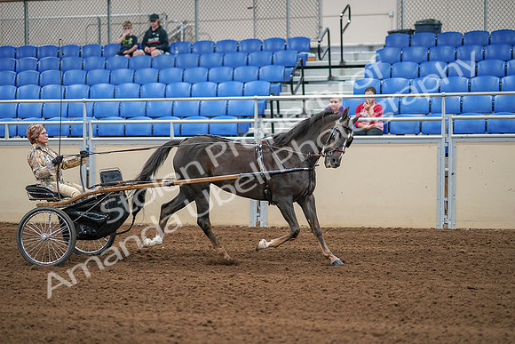 2020 - AB Morgan Horse - Sat, Sept 05 - 05954
