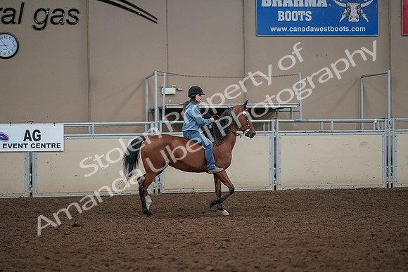 2019 Morgan Horse Show - Aug 30, 2019 - 31427