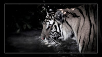 Big Cats - 010